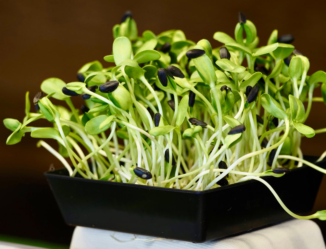 Sunflower Shoots (Black Seed Oil)